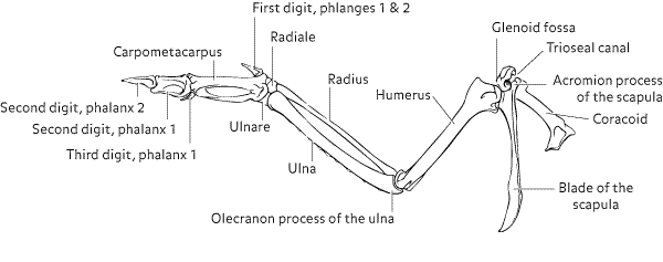 Bone anatomy of a bird shoulder and wing