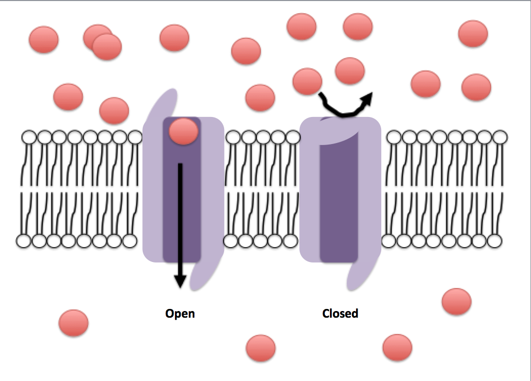 voltage-gated channel