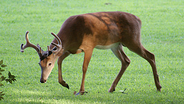 Buck seeking fallen pears