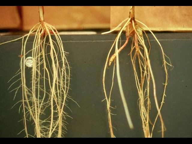 Two plant root specimens showing roots and root hairs