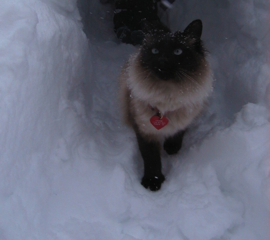 Fizzgig in a snow tunnel