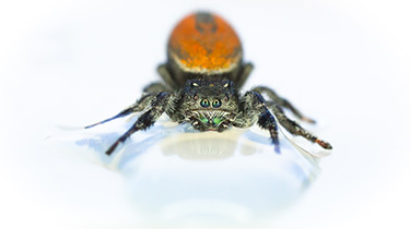 Jumping spider - tim-medora