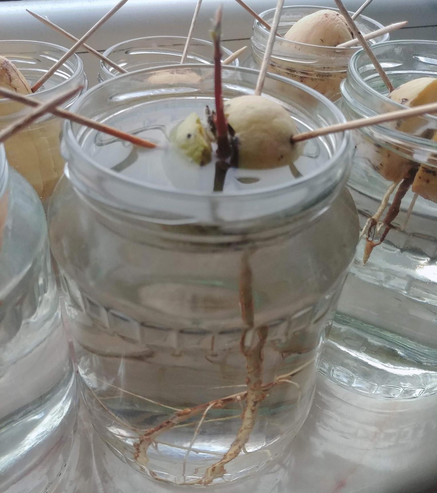 Sprouting avocado seed after removing mold from its roots