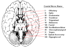 CranialNerves