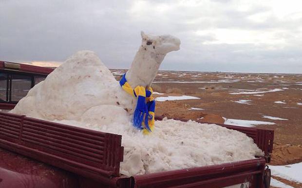 Another snow camel