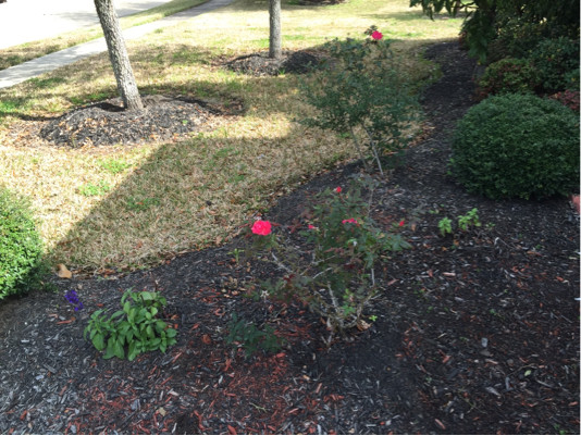 larger flower bed