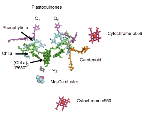 reaction center photosynthetic bacteria