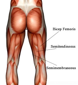 The three muscles that make up the hamstring