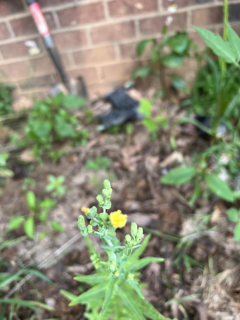 Top of yellow flower