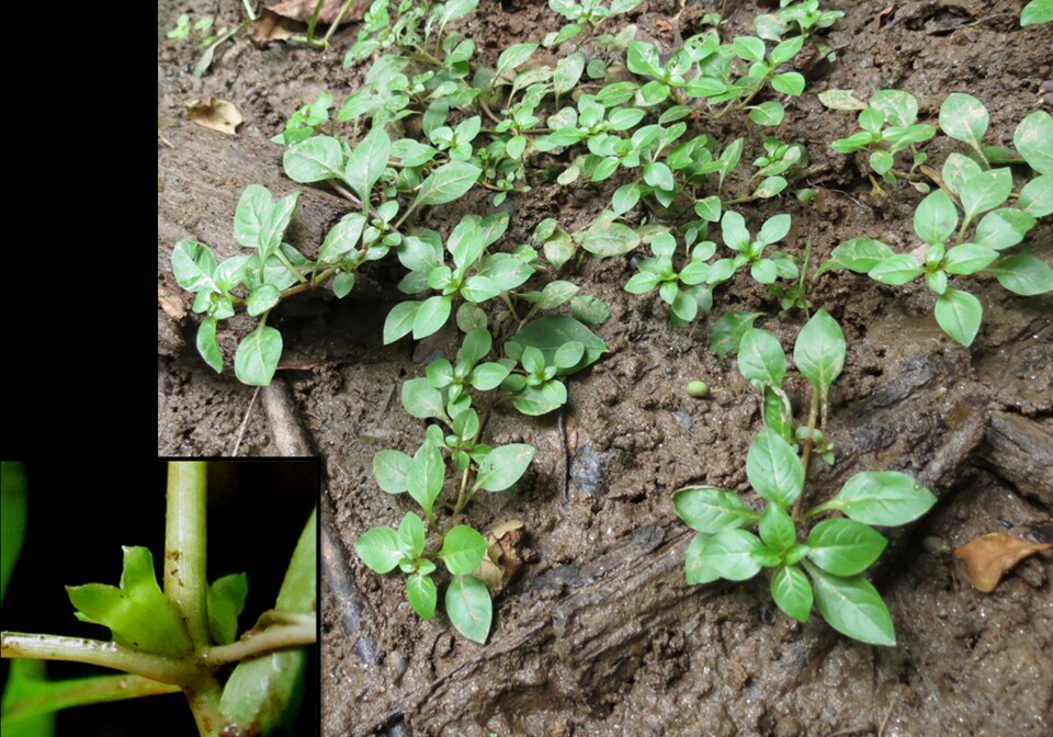 Ludwigia palustris