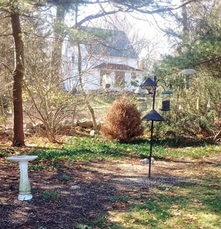 Original spot with dead tree on top of the ground