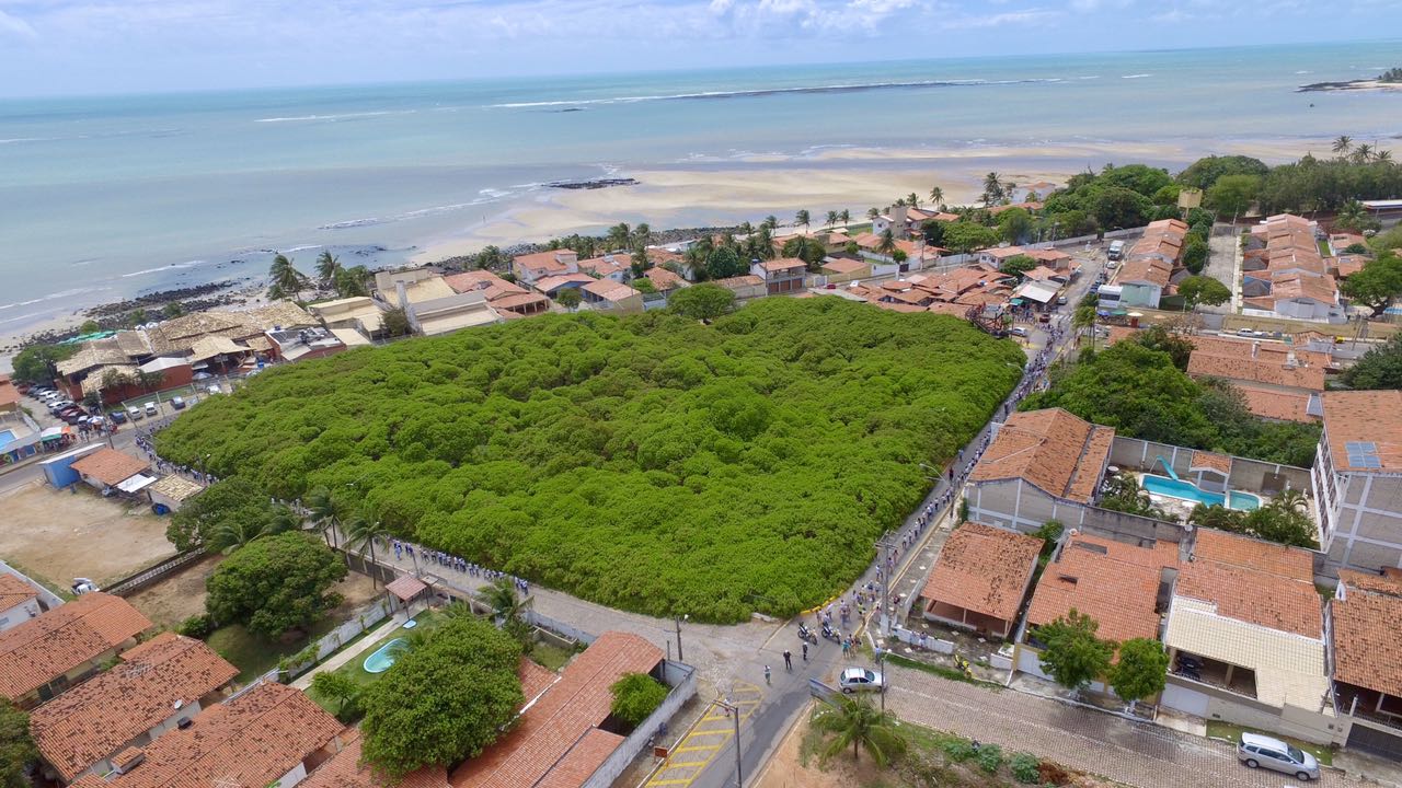 Giant cashew tree of Pirangi