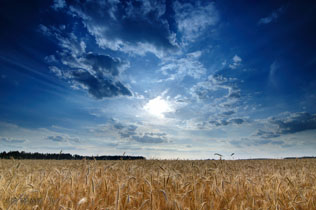 Wheat in clouds - garik