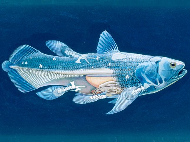 Coelacanth