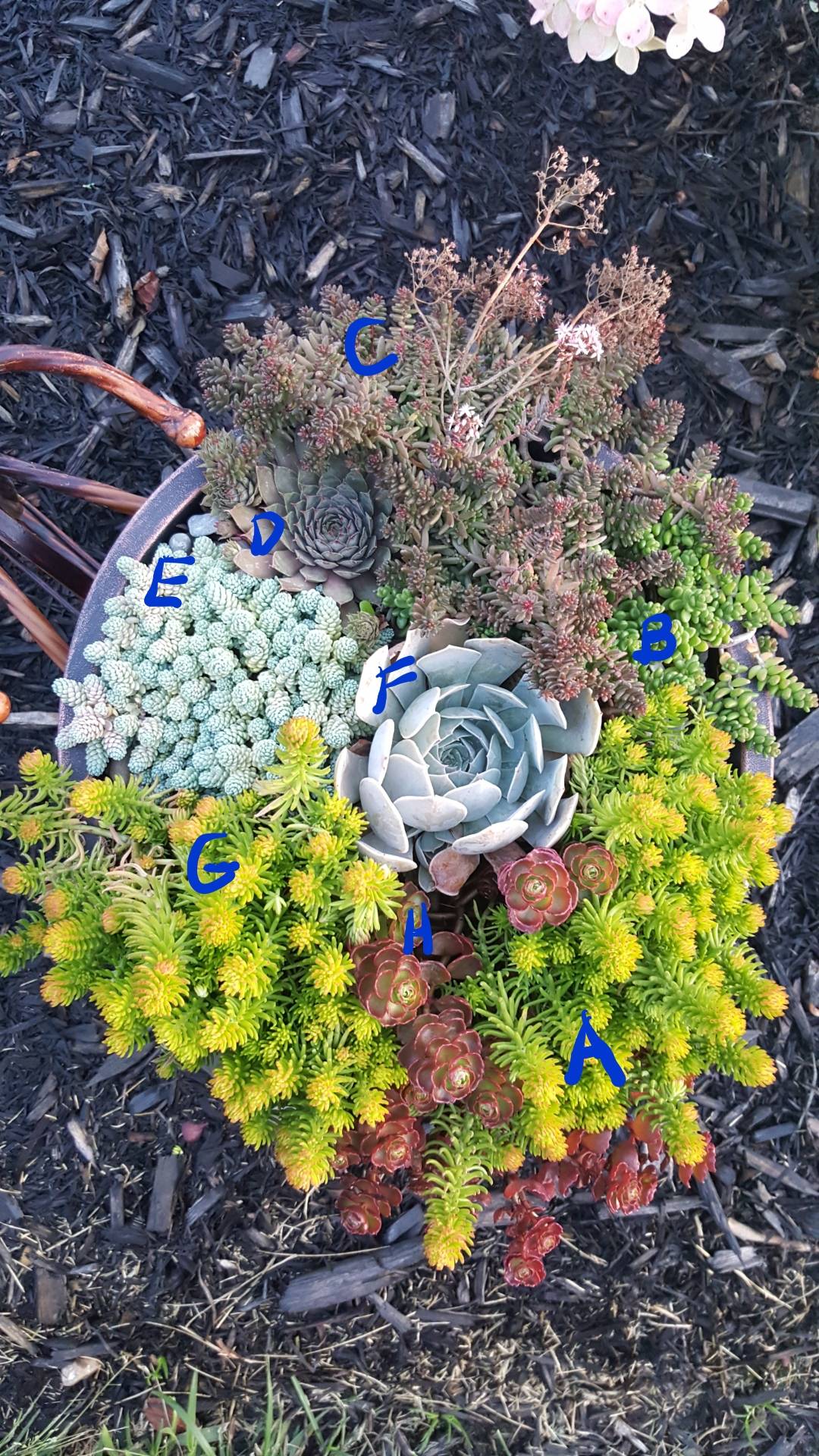 Succulent arrangement