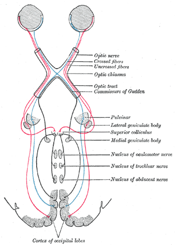 optic nerves