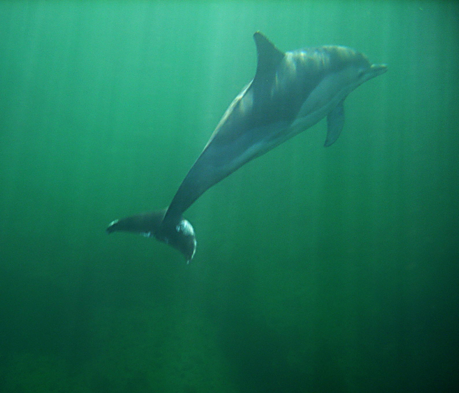 Dolphin with shafts of sunlight