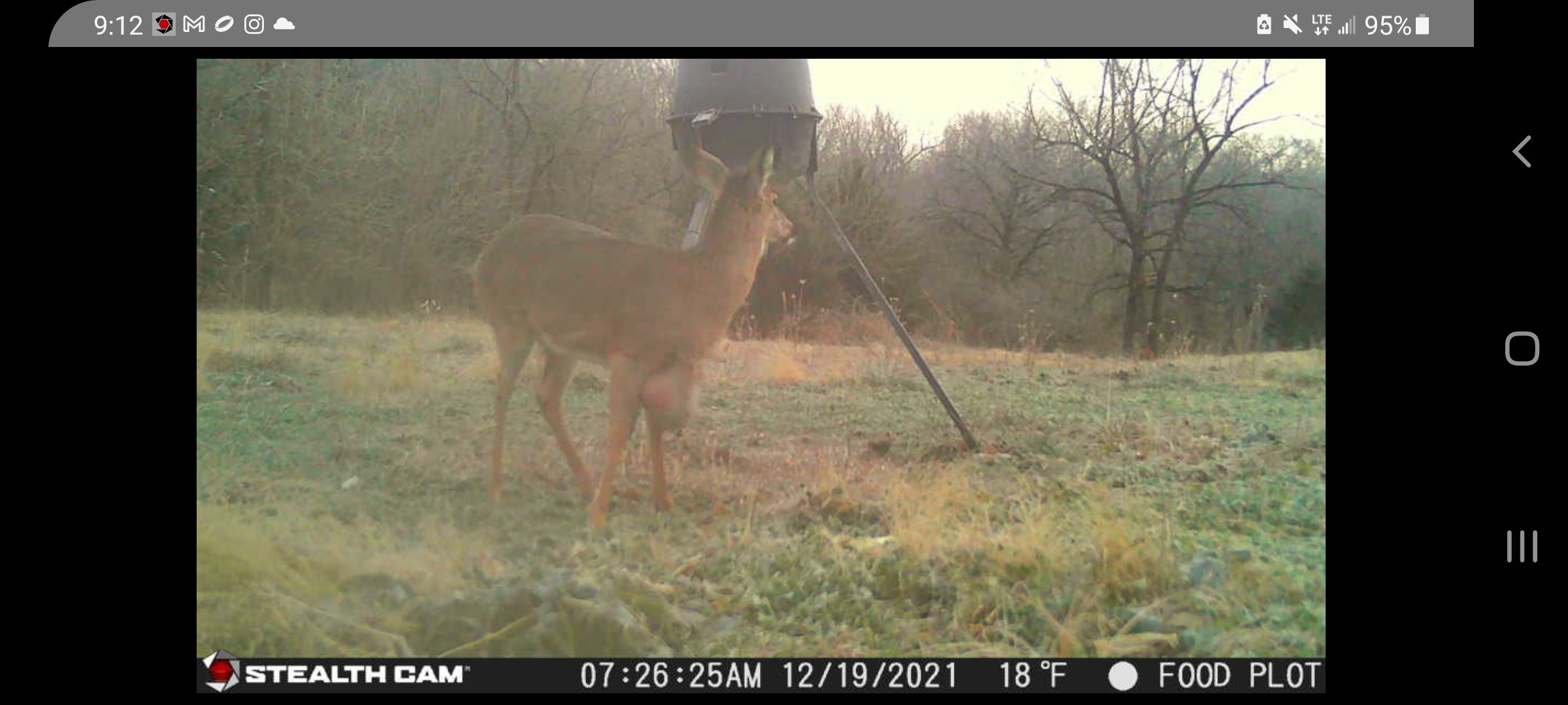 doe with large mass on front of chest