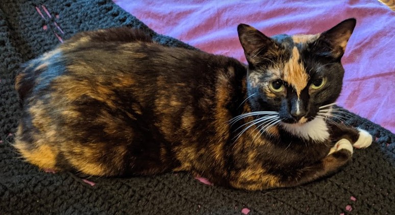 A calico cat laying on a crocheted throw