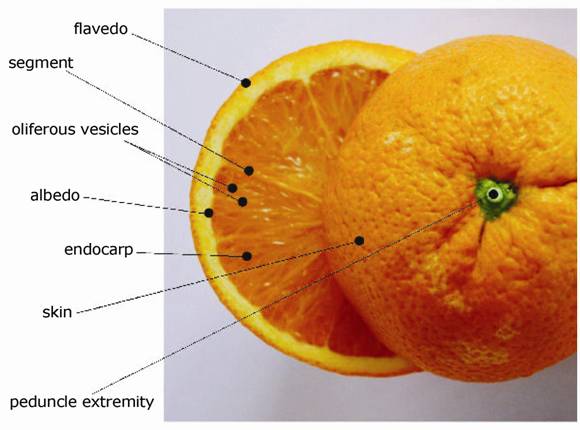 diagram of orange from www.speciale.it