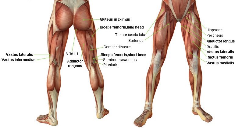 Sore quads from squats sale