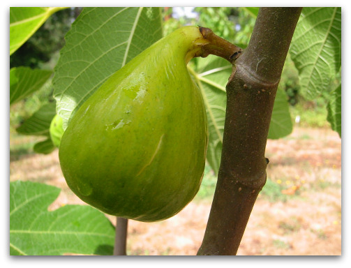 Ripe fig