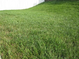 Cool-season lawn