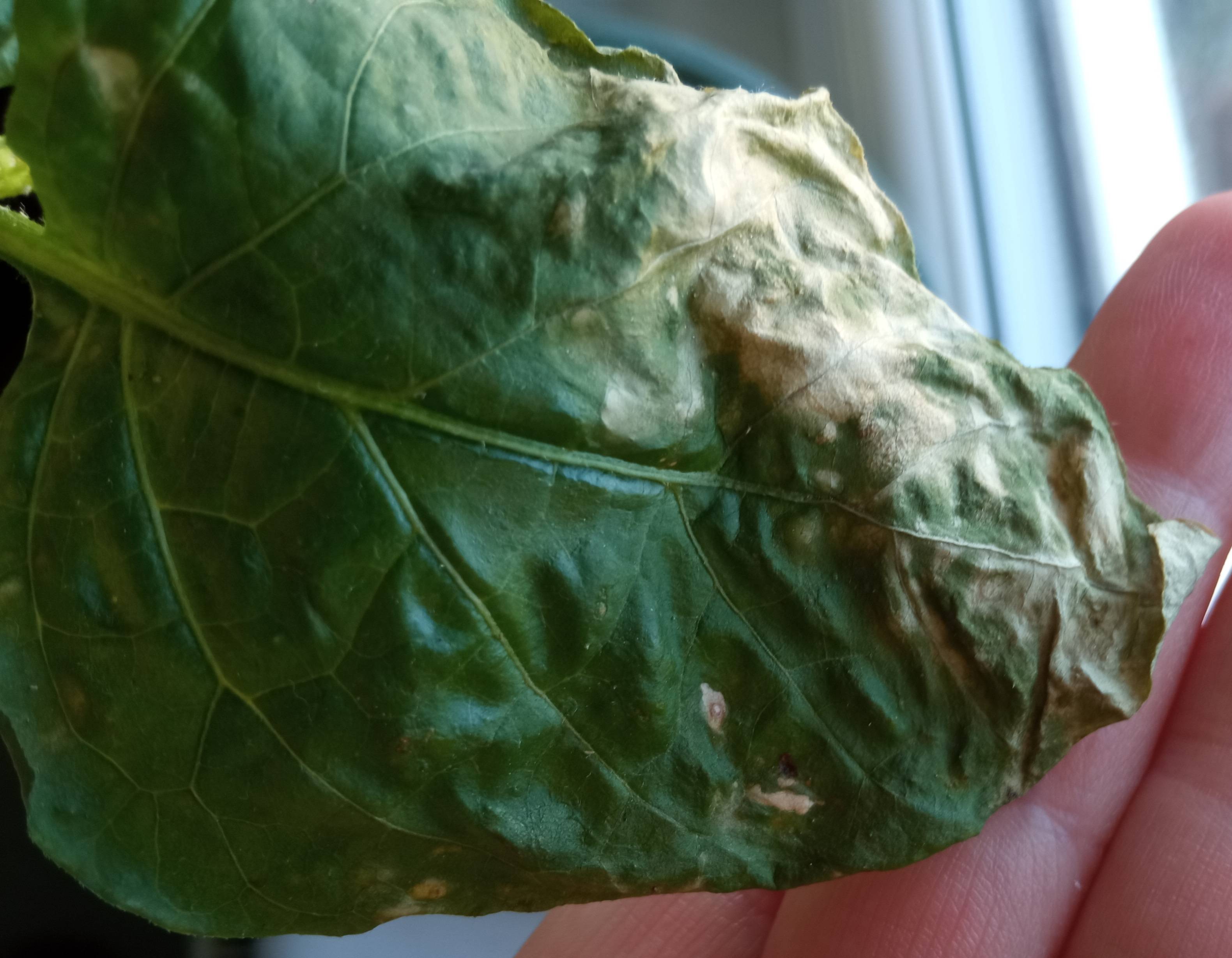 leaf damage