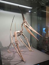 pteranodon