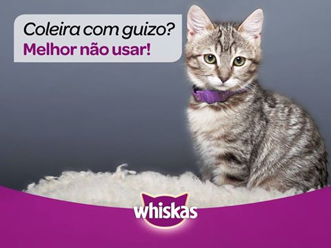 Image of a kitten wearing a collar with the caption "Coleira com guizo? Melhor nao usar!" and a Whiskas logo