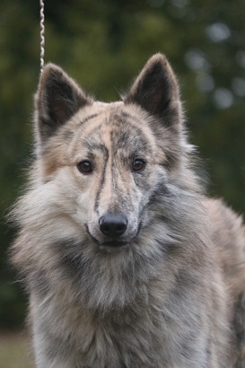 Wolf with Brindle Coat