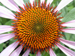 coneflower