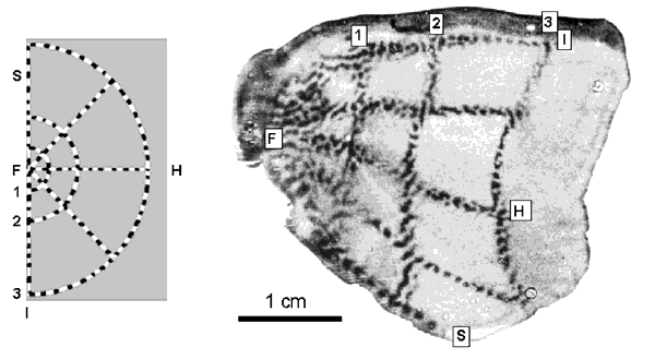 Retinotopic map in macaque