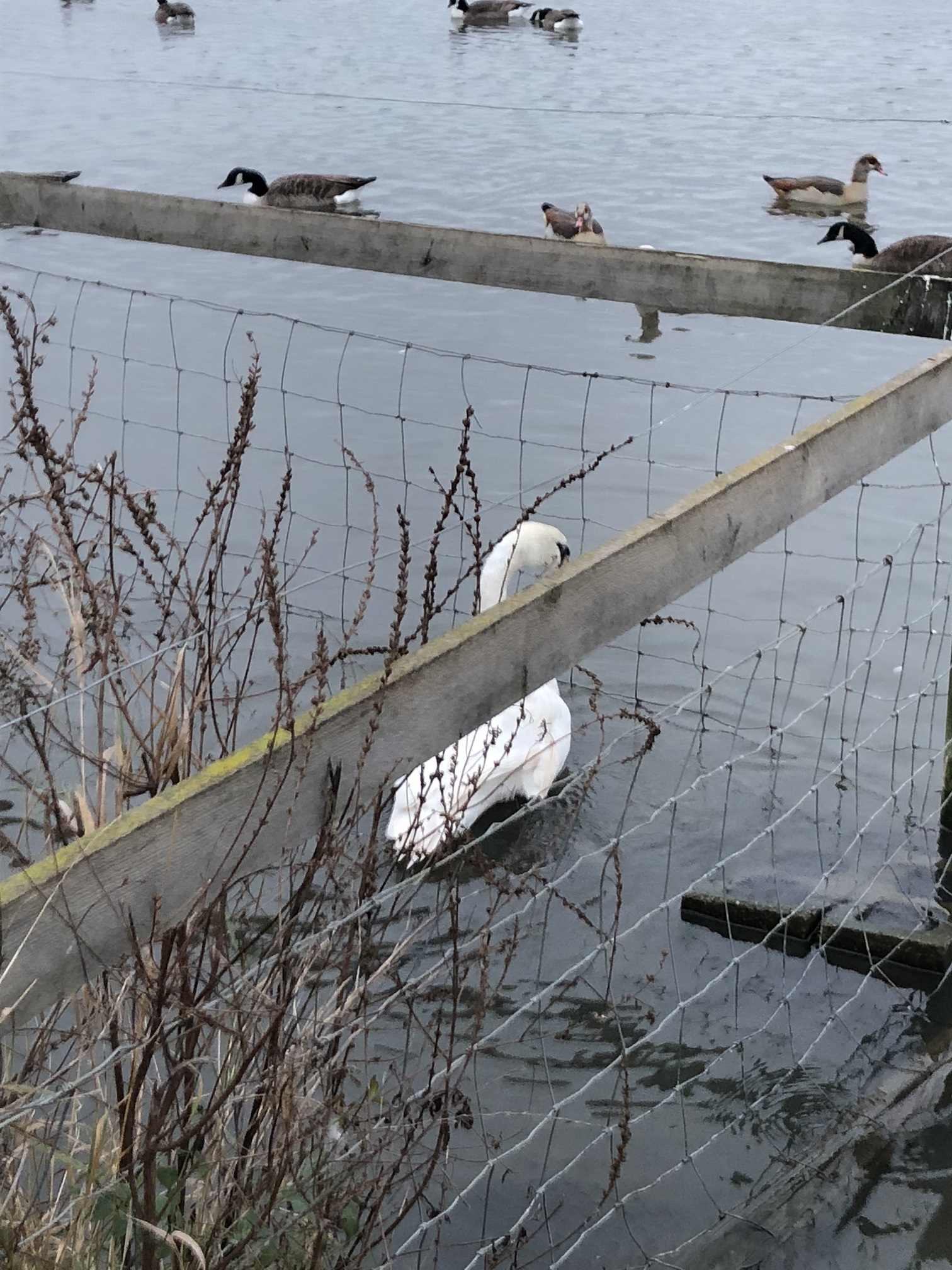 A swan trapped within the perimeter fencing