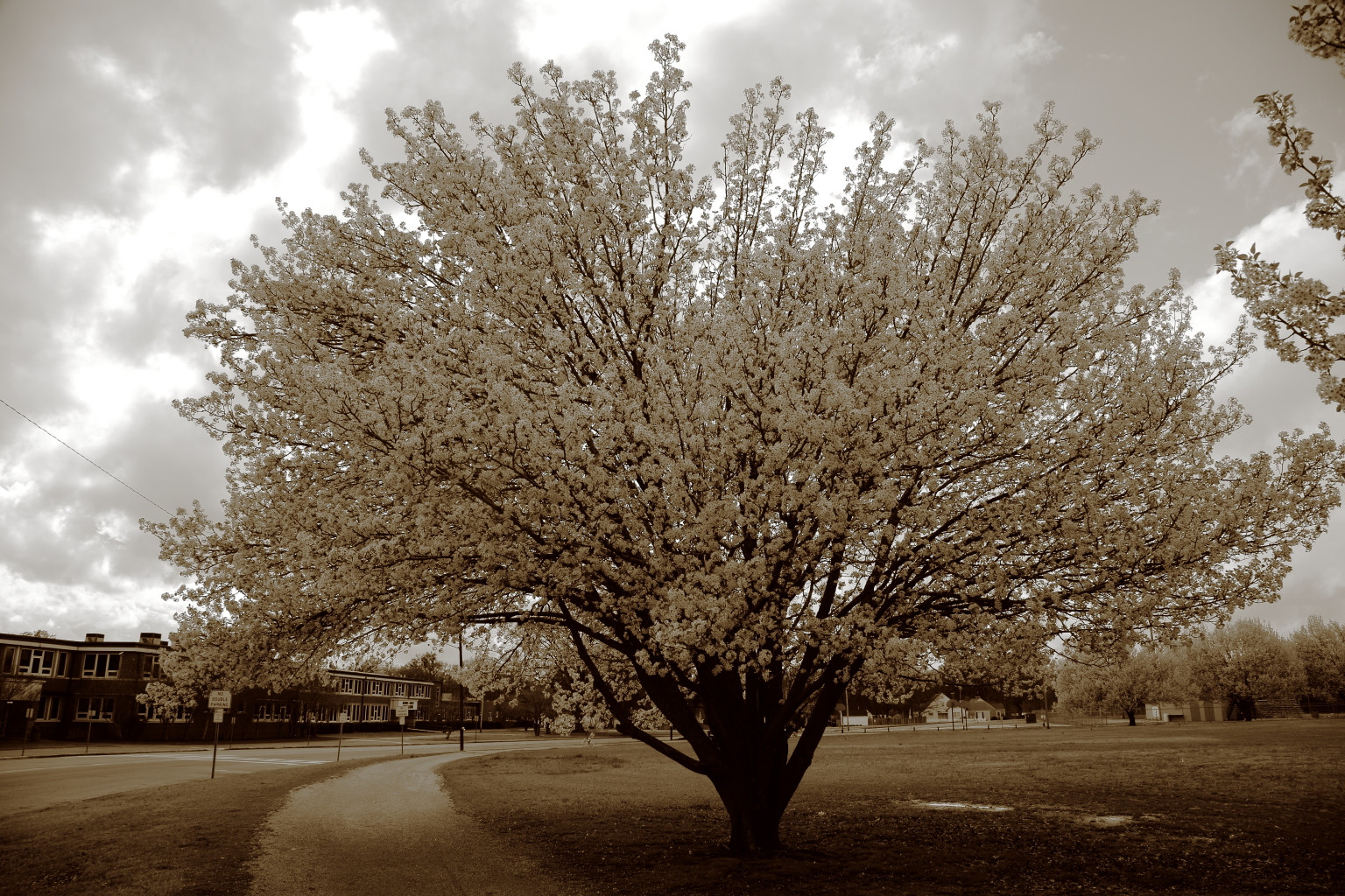 Split toned tree