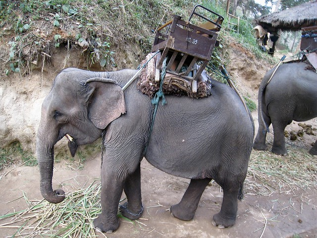 Elephant saddle