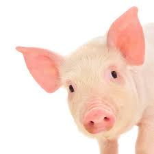 A pig