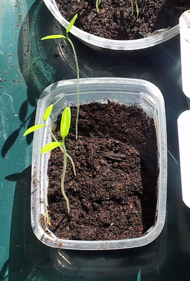 Cherry tomato seedlings