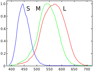 cone cell response