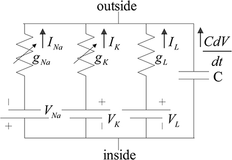 ![Hodgkin & Huxley model of an axon