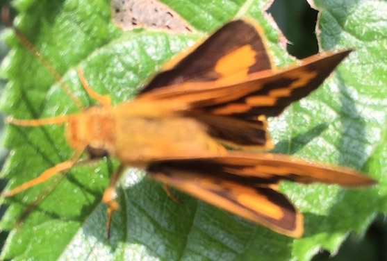 Is this a moth? How do these wings unfold?