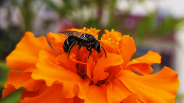 A bee doing its job