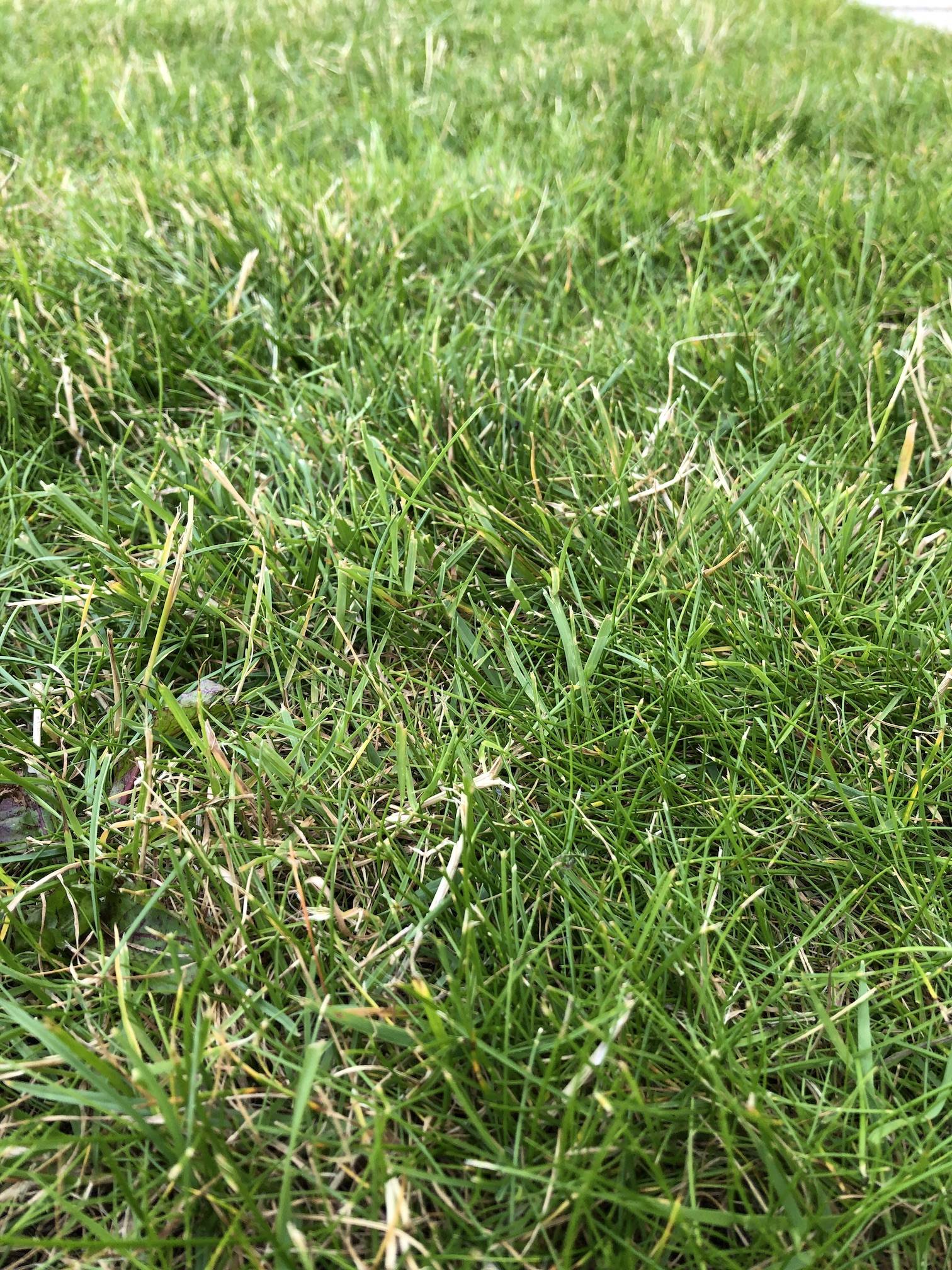 Grass with white blades