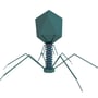 bacteriophage