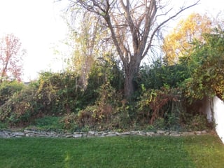 Willow tree and overgrown garden area