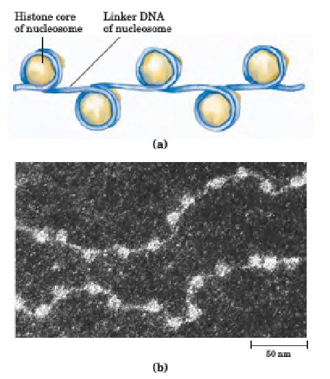 Histones