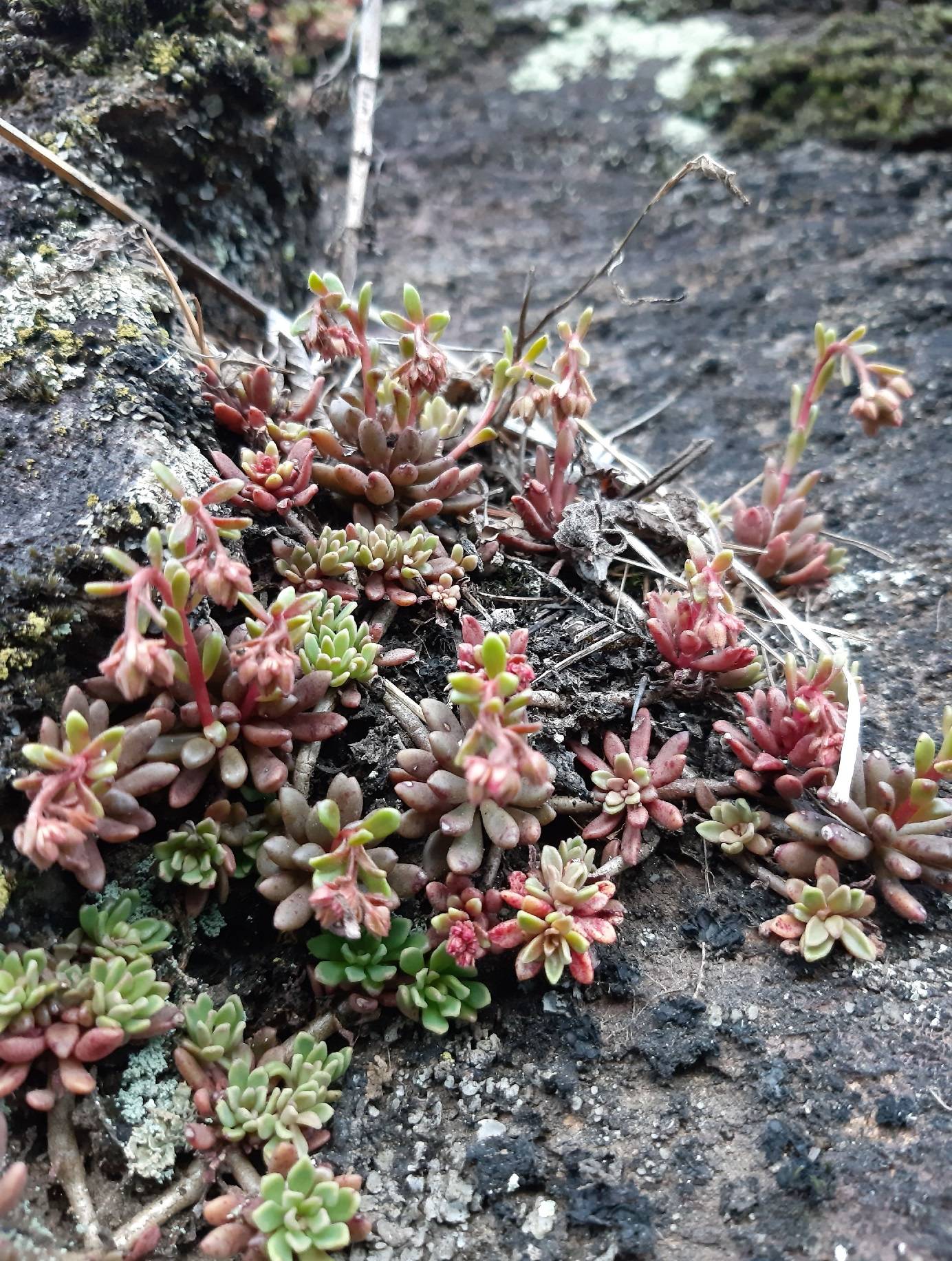 Himalayan Succulent