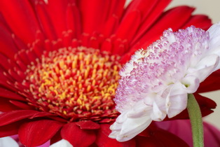 Macro Flowers