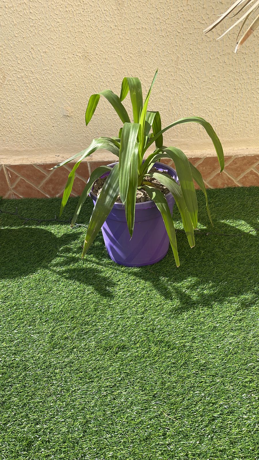 Pot plant with long narrow leaves