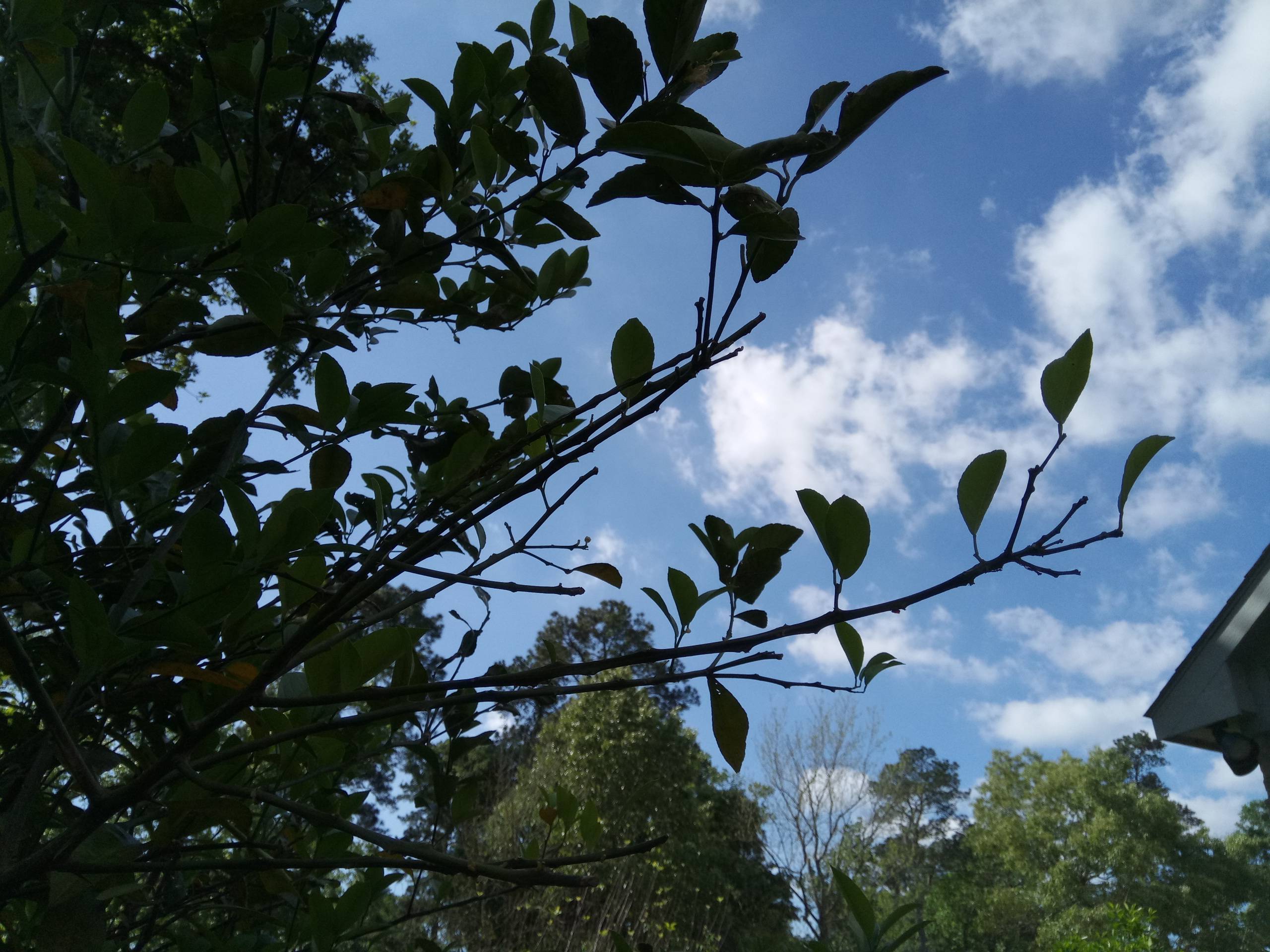 lemon tree branches